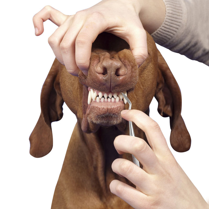 De draagbare Huisdier het Verzorgen Tanden die van de het Huisdierenhond van Hulpmiddelenkatten Pen 17cm schoonmaken Tandsteen Tandrekening