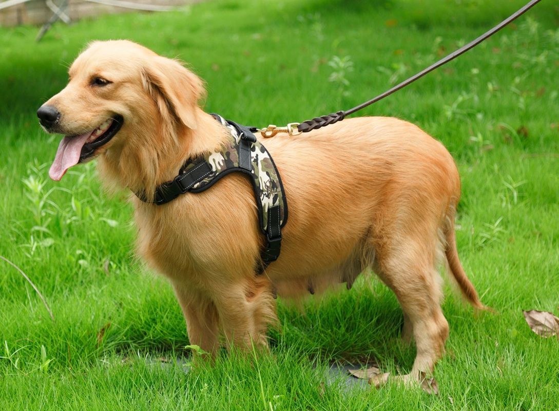 Van het de Uitrustingsvest van Oxford Mesh Canvas Adjustable Padded Dog van de het Huisdierenhond In te ademen de Riem van de het Zadelborst Geen Kraag van het Trekkrachthuisdier