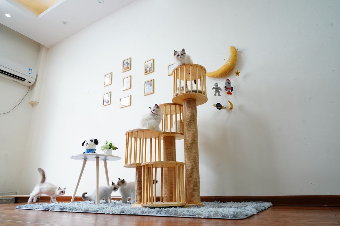 Duurzaam Huis Kitten Cat Climbing Tree Tower Condo met het Krassen van Posten