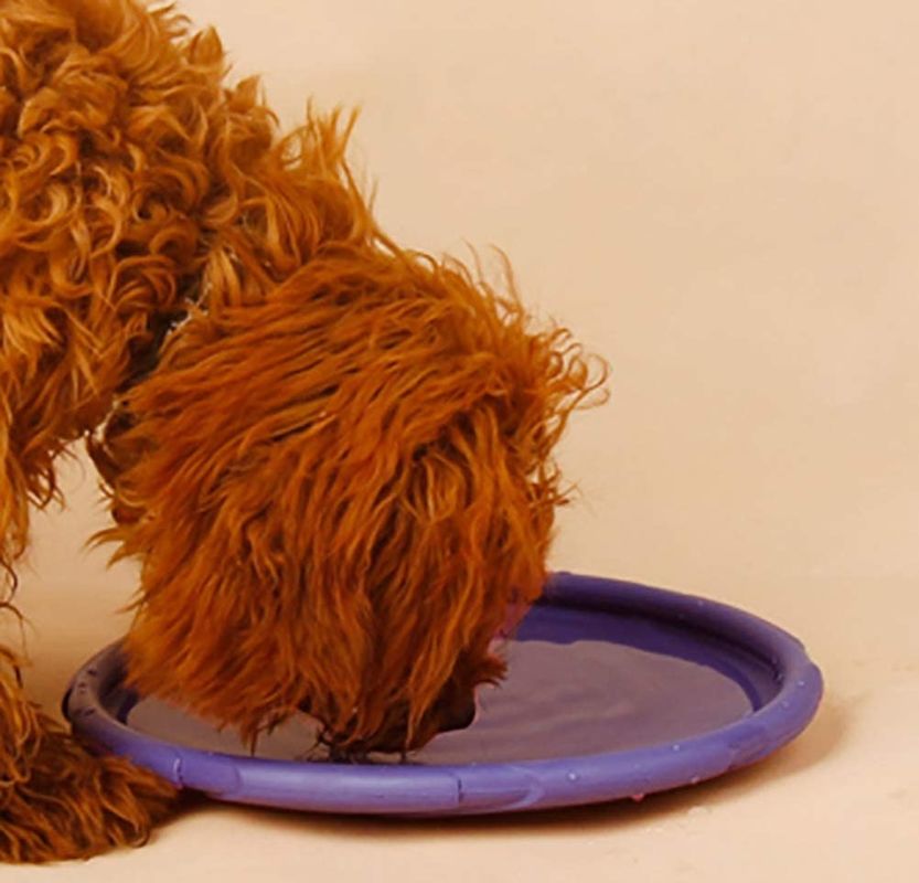 Van de de Hond Vliegend Schijf van het kiezelzuurgel Openlucht de Hondhaal Opleidingsstuk speelgoed