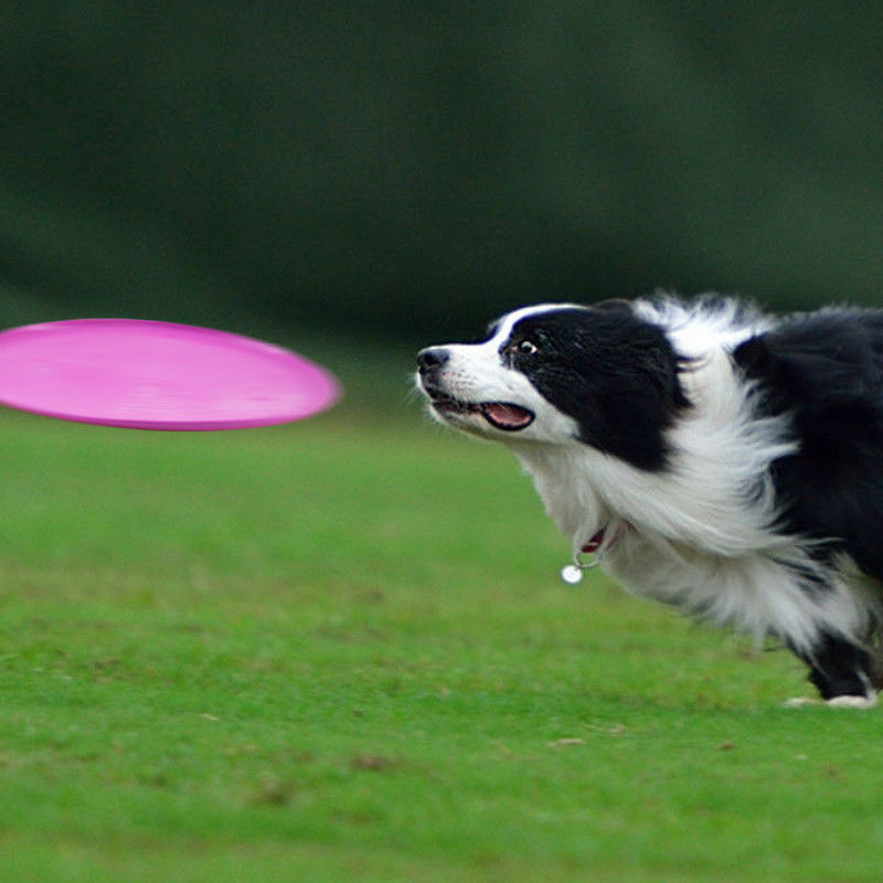 Van de de Hond Vliegend Schijf van het kiezelzuurgel Openlucht de Hondhaal Opleidingsstuk speelgoed